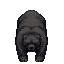 niedźwiedź grizli
