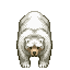 niedźwiedź biały